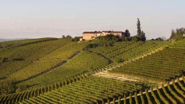 Vines with vigour ... the Vietti family vineyard in the Piedmont region of Italy, where dolcetto is grown but is less popular than nebbiolo and barbera.
