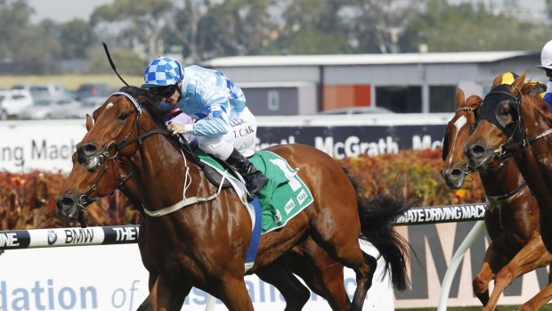 In form: Tahitian Black will clash with stablemate Inside Job at Randwick on Saturday.
