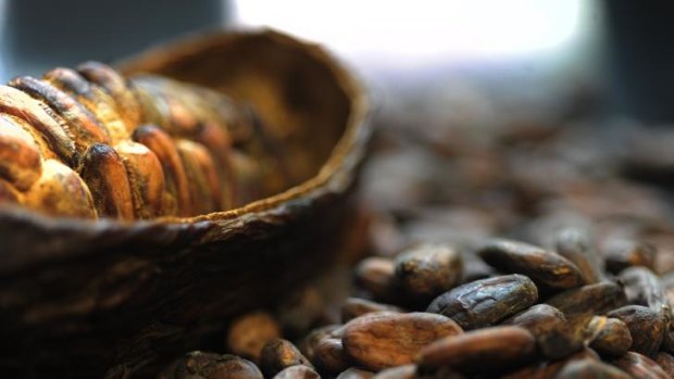 John Marshall's cacao beans.