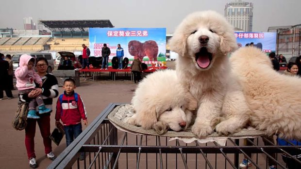 Very cute but expensive: Tibetan mastiff puppies for sale at a mastiff show in Baoding.