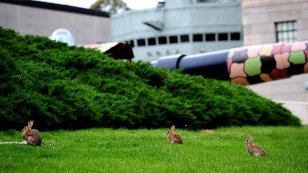 Rabbits roaming the grounds of the War Memorial.