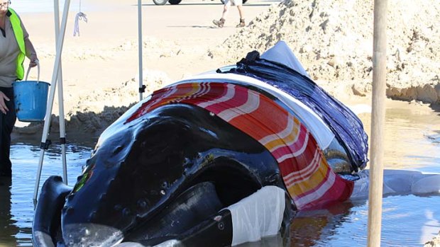 The juvenile humpback lies stranded on Fraser Island.
