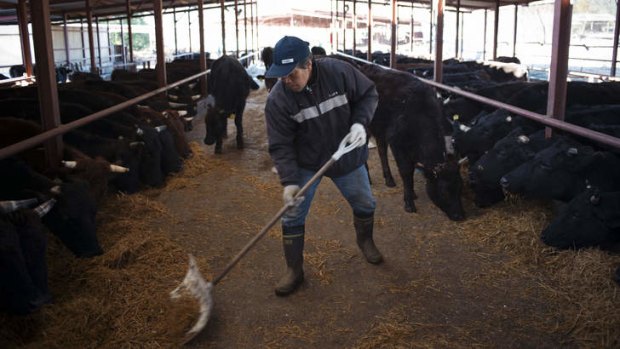 Defiant: Masami Yoshizawa feeds cattle at the Farm of Hope in Namie, Japan, in December.