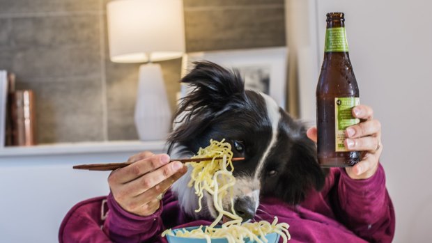 2018 Year of the dog, Good food night noodle markets will be allowing dogs to attend. Dog model Murphy Johnstone of Spence.