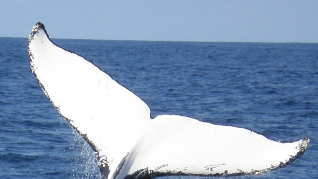 The film crew had been tracking a pregnant whale along the Kimberley coast for weeks.