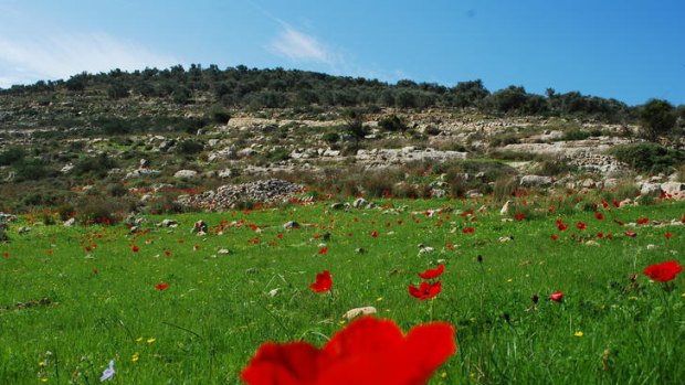 Walking enthusiast Stefan Szepesi captured this image of wild flowers in the West Bank.