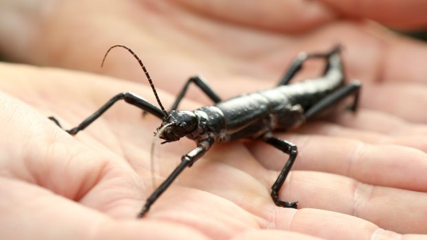 A Lord Howe Stick Insect.