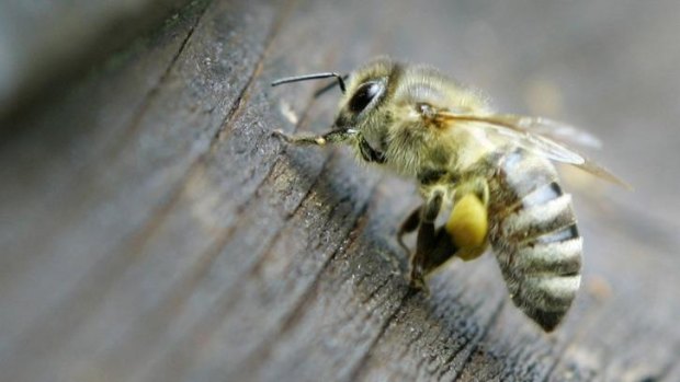 A honey bee carrying pollen.