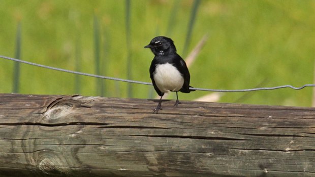 A willy wagtail in the Guildford area.