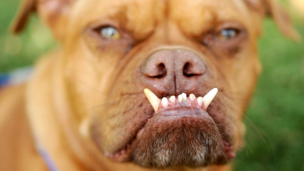And the winner is ... Pabst, a toothy 4-year-old Boxer mix