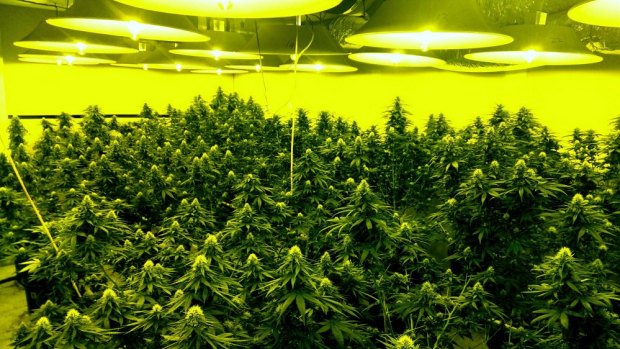 Police seized more than $2.5 million worth of cannabis plants when they raided Canberra houses in April. 