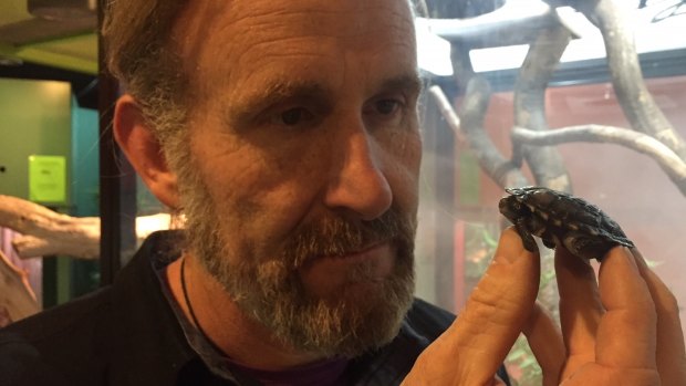 Canberra Reptile Park owner Peter Child with the baby turtle which a Sydney man tried to steal by placing in his pocket.