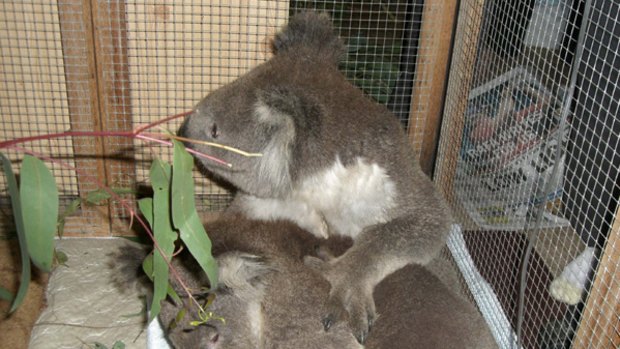 A koala named Bob (top), rescued from last week's deadly bushfires, puts his paw around new friend and fellow fire survivor Sam as she recovers from her burns at a wildlife centre near Melbourne.