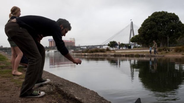 Roam shark ... passers-by watch as a creature believed to be a bull shark heads for Blackwattle Bay yesterday. Research has found that sharks do venture quite far inland.