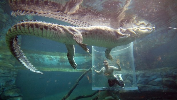 Never smile at a crocodile? Well, here's your chance from the cage of death.