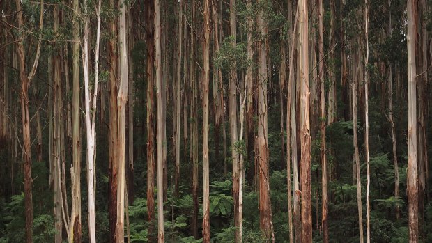 Environmentalists say logging in forests in Victoria's central highlands is threatening critically endangered species.