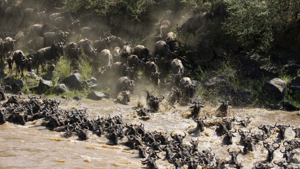 Incredible sight: Wildebeest cross Kenya's river. 