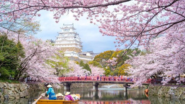 Himeji Castle with beautiful cherry blossom in spring season. 