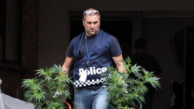 Police remove cannabis plants from a house following a raid.