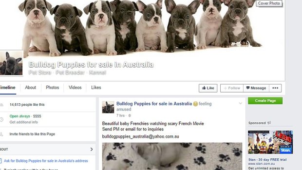 The scam page uses the email address bulldogpuppies_australia@yahoo.com.au 