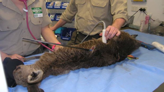 A kangaroo shot with an arrow being treated at the Currumbin Wildlife Hospital in March.