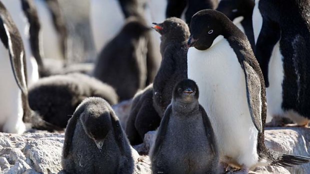 Antarctic penguin-cam records the secret life of the Adelie colony.