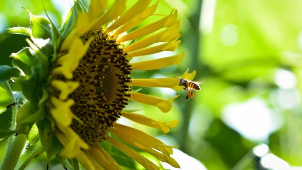 Part of the battle of the bees is finding out how they'll cope with increasing world temperatures.
