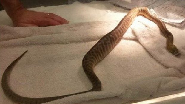 The snake's owner said he was 'dumbfounded' by the mishap.