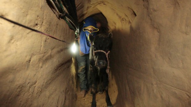 A Palestinian smuggler pushes a calf through one of the 800 tunnels that run beneath Gaza's border with Egypt.