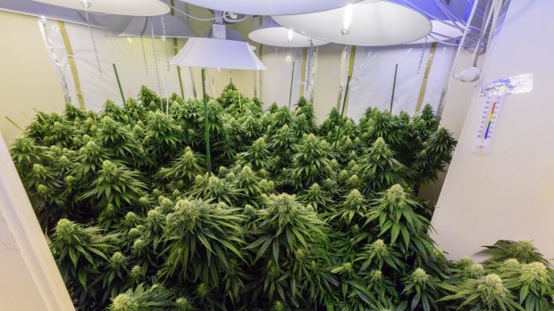 A room inside a grow house police uncovered in Harrison. 