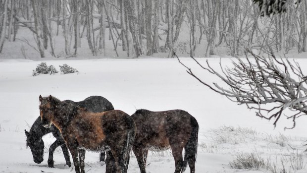 Brumbies in the Snowy Mountains.