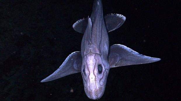 A deep-chimaera, a boneless fish that is a distant evolutionary relative to modern day sharks taken, pictured by an unmanned submersible in deep water off Indonesia in 2010. James Cameron may encounter this and other strange creatures on his expedition.