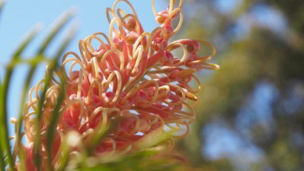 It's the best time of year to see flowering grevillea.