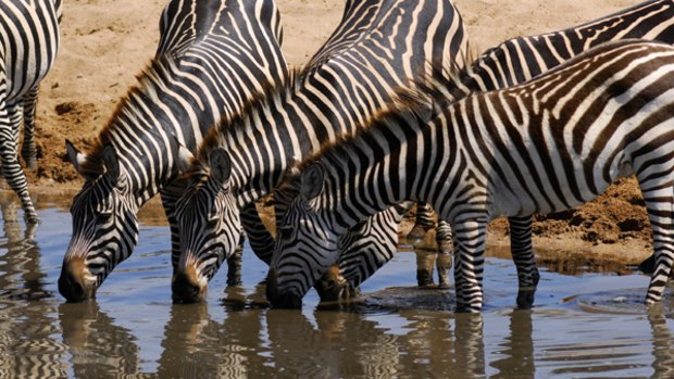 Out of Africa ... zebras quench their thirst.