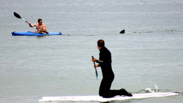 Walter Szulc Jr., in kayak at left, looks back at the dorsal fin of an approaching shark at Nauset Beach in Orleans on Saturday.