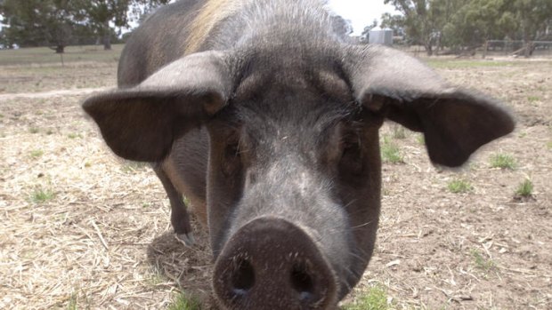 Wessex is the way: Greenvale Farm hosts delights of the porcine kind.