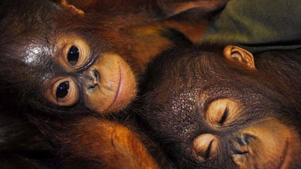 Refugees &#8230; time running out for orangutans. <em>Photo: Reuters/Hardi Baktiantoro</em>