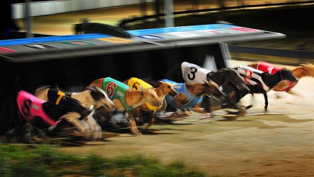 Going to the dogs ... a night at the Greyhounds.