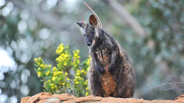 A rock wallaby released at the Grampians this week.