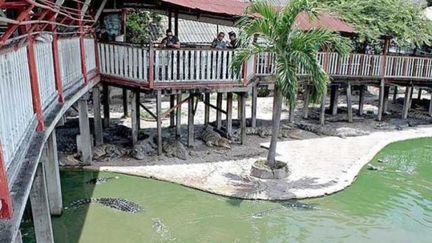 Crocodiles in and outside a pond at the farm where a woman committed suicide in Samut Prakan