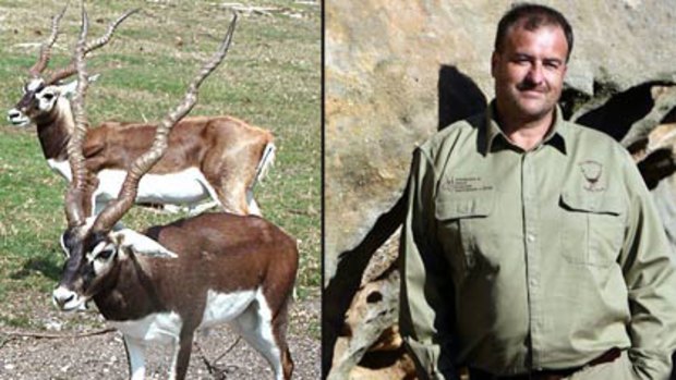 Caught in the crossfire ... the blackbuck antelope species being targeted by Bob McComb. 