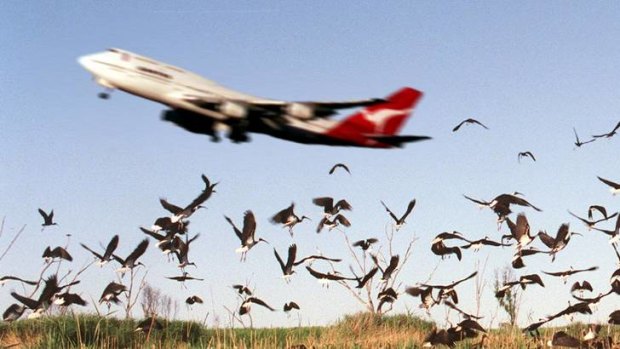 1751 bird strikes were reported Australia-wide in 2011.