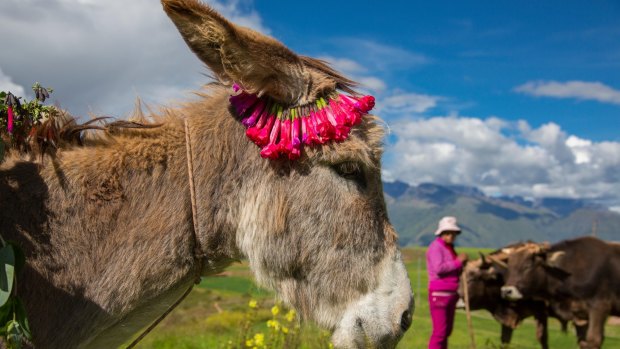 A donkey plies the  Inca terraces of Moray,  Peru.