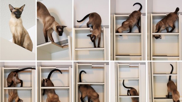 Ikea hacker, Cave Lion's "Billy" Cat climbing shelf hack in action.