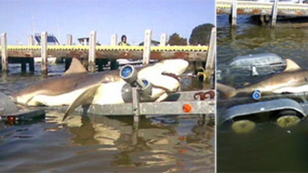 Not a hoax after all? The original 'hoax' picture (left) that has been doing the email rounds for several months, and another photo of the bronze whaler claimed to be caught about 15-20km off the coast of Lakes Entrance.