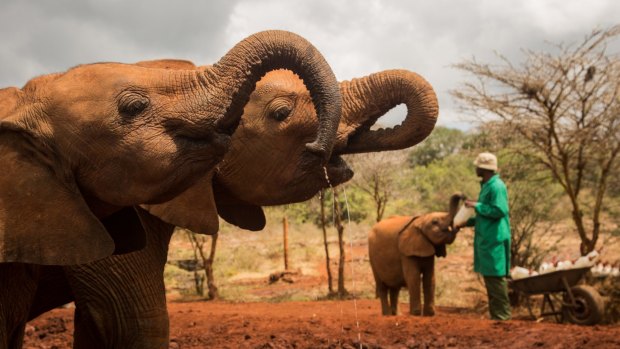 In the wild, elephants move across large areas and lead complex social lives. 