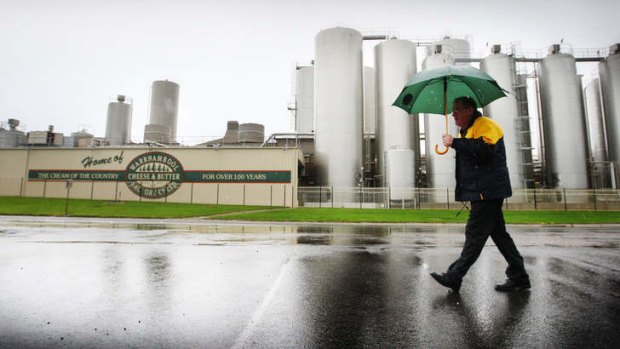 Big cheese: A combined Warrnambool-Bega would form Australia's biggest listed dairy company.