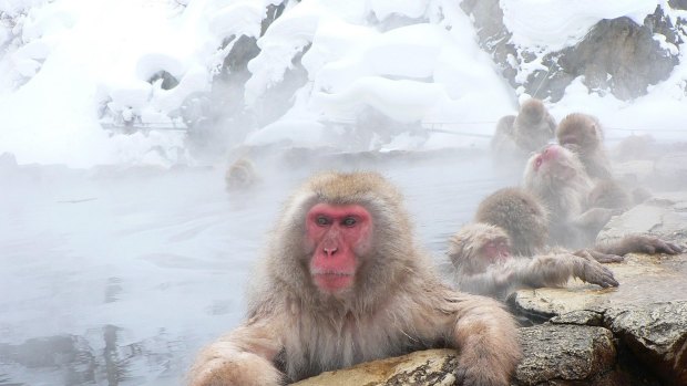 Chilling out: Nagano snow monkeys in Japan.