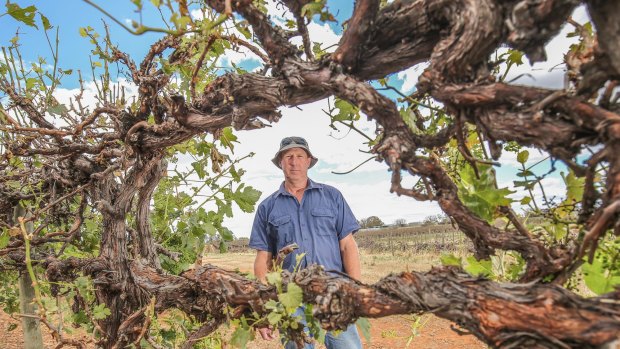 Wine grape grower Russell McManus with some some severely damaged wine grape vines on his property near Mildura.