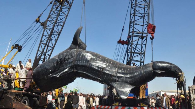 Pakistani fishermen use cranes to pull the carcass of a whale shark from the waters at a fish harbour in Karachi.